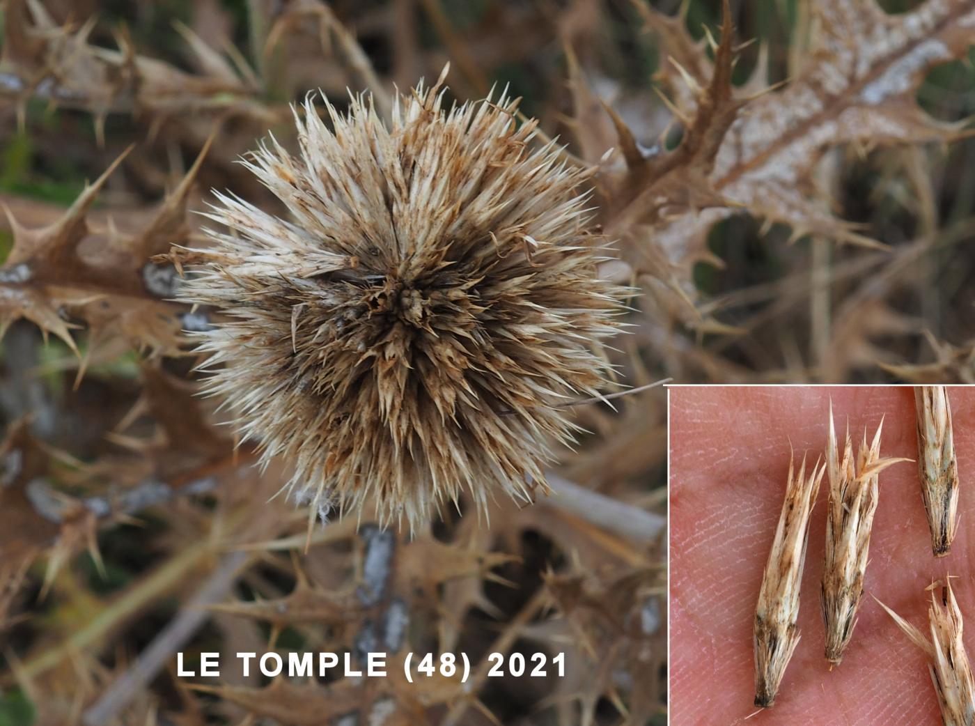 Globe-thistle fruit